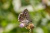 335192 – Photo : Johan Verstraeten – France (83)